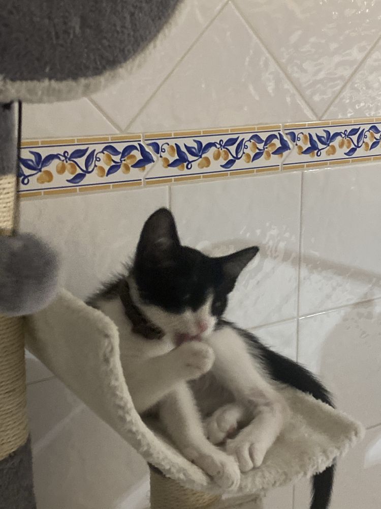 Gato bebé para adoção