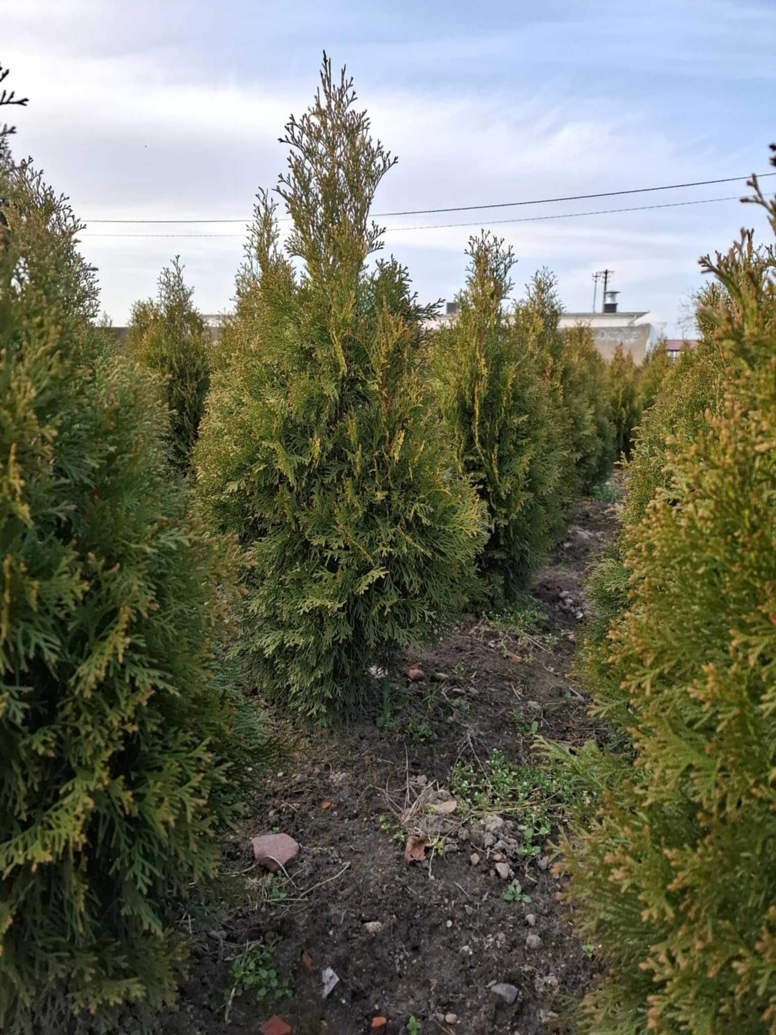 Tuja szmaragd 80cm-190cm kopane z gruntu