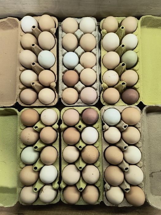 Jajka lęgowe od różnych kur.