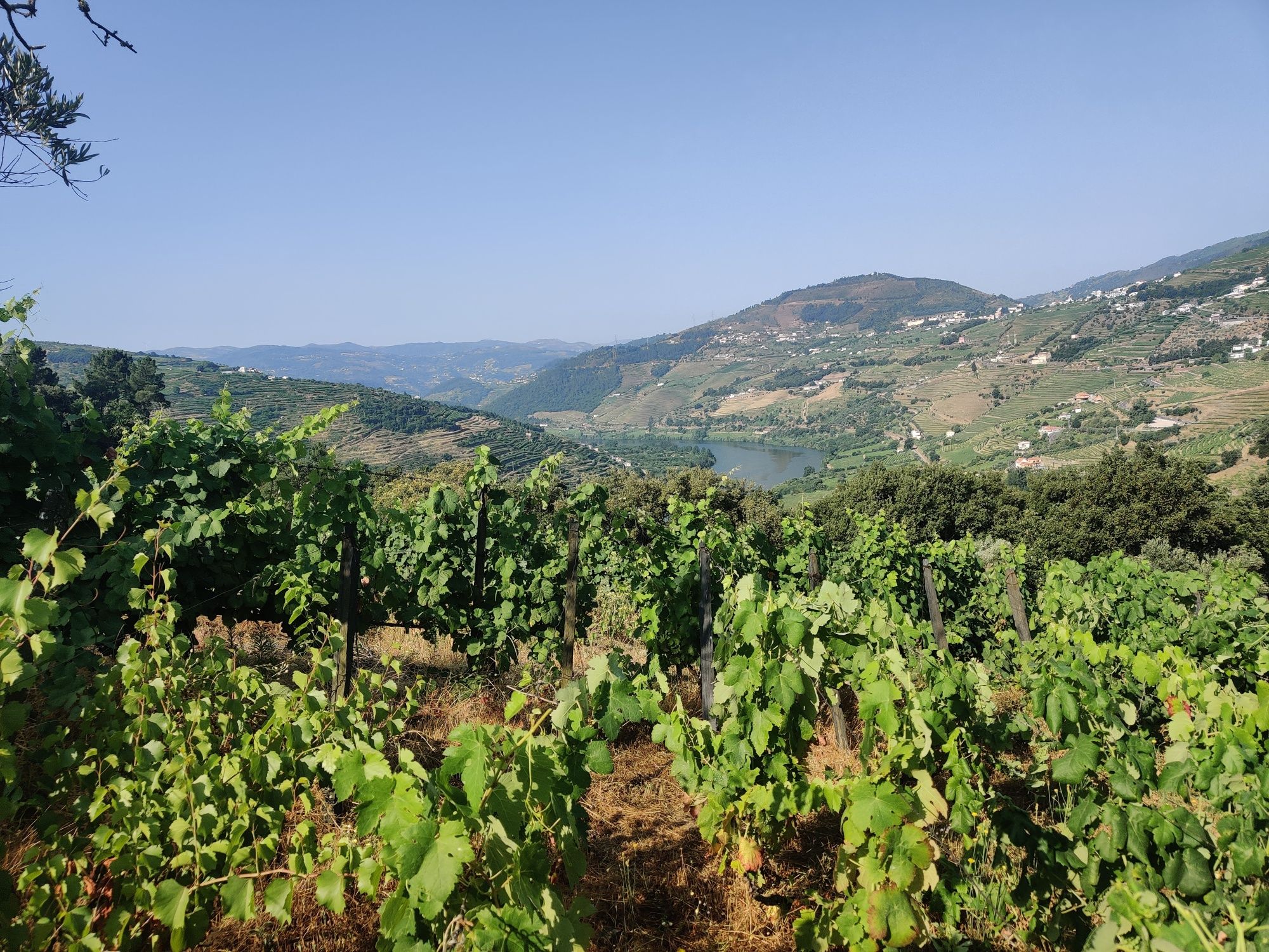 Vinha no Douro para venda ou exploração