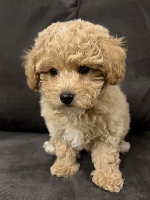 Bichpoo, Frispoo, , Pochoon, Maltipoo