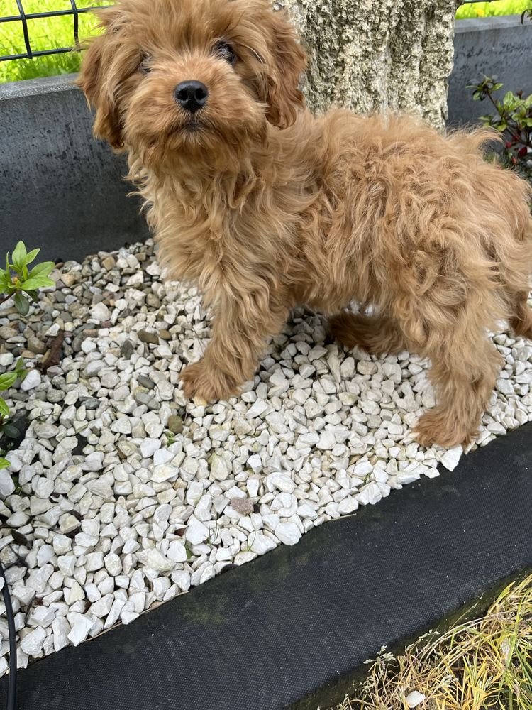 Cavapoo piesek do odbioru