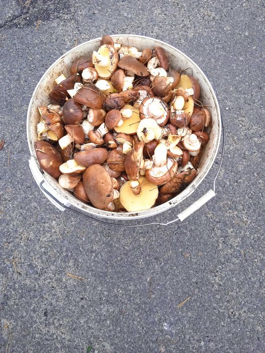 Свіжі гриби опеньки рижики зеленки польські