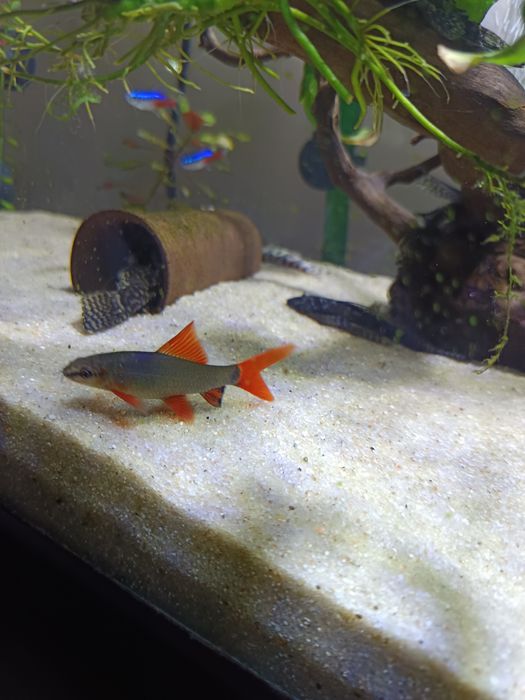 Labeus Frenatus"Rainbow"