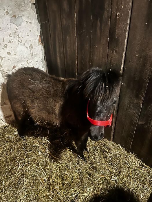 Kucyk ogierek zeszłoroczny tanio