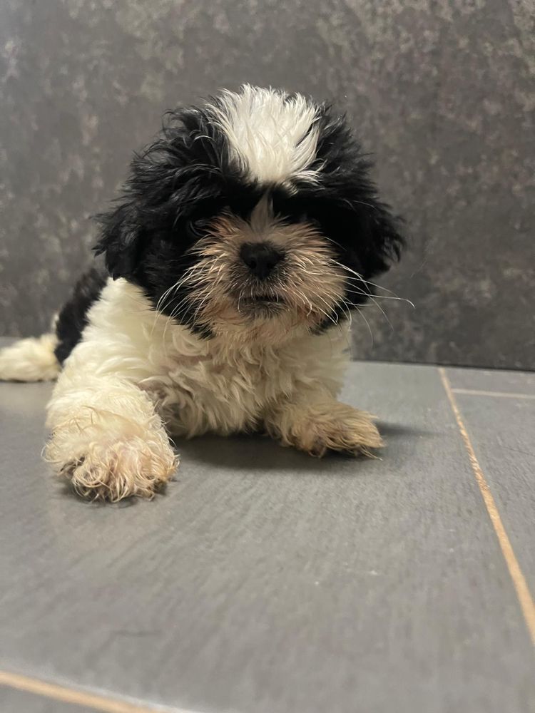 Shih tzu Femea 2 meses