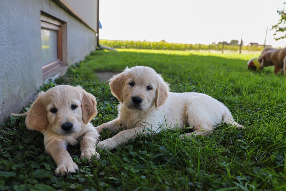 Golden retriever