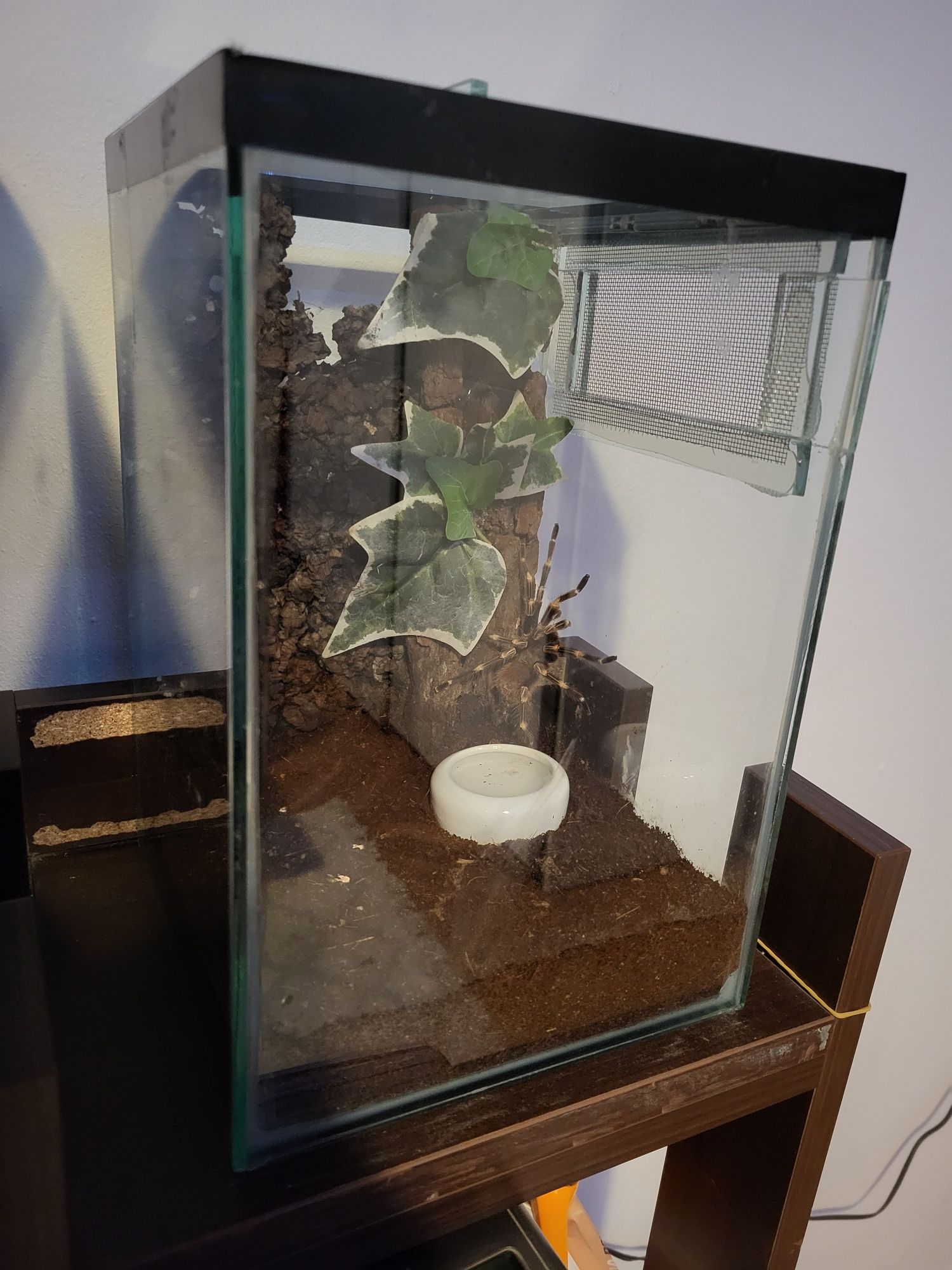 Terrarium dla pająka itp.