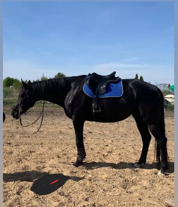 Klacz 7 lat do rekreacji hodowli