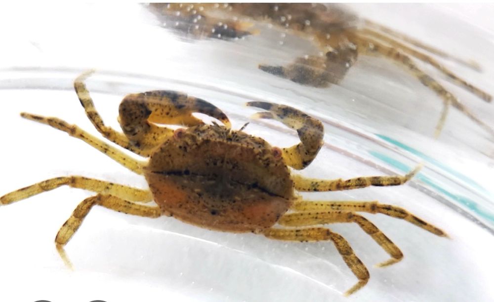 Krab Mekhong do akwarium