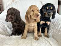 Szczenię cocker spaniel