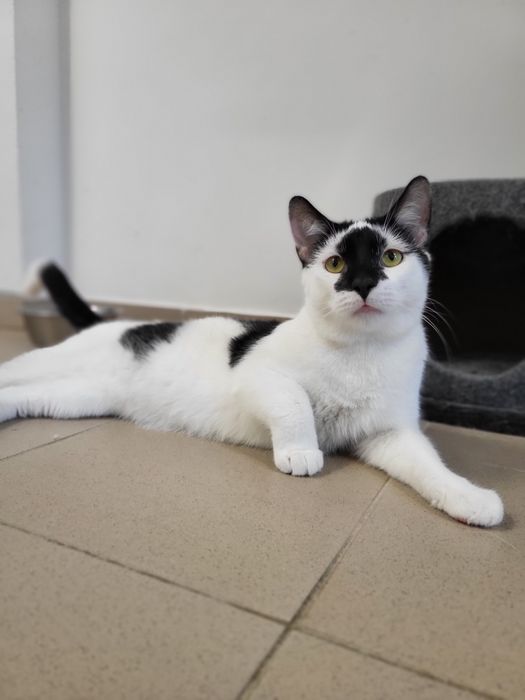 Młody kocurek Stix do adopcji