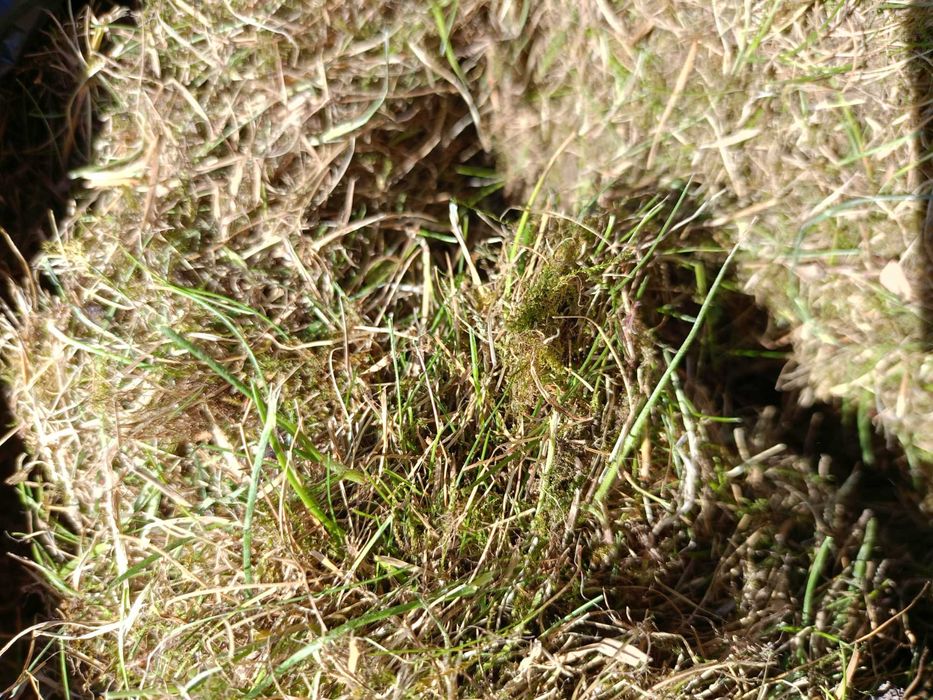 Скарифікація та аерація газону, вичісування старої трави мохів