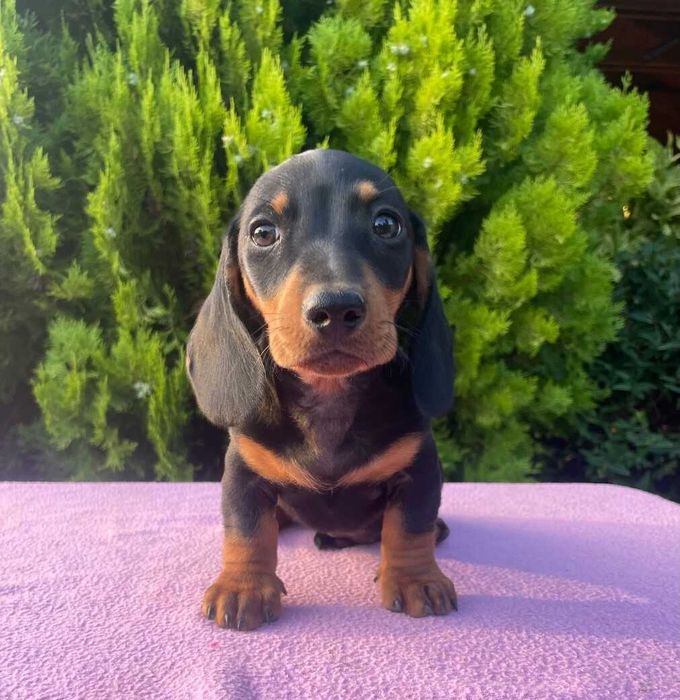 Teckel Miniatura TOP - Garantia e Despistes - Macho