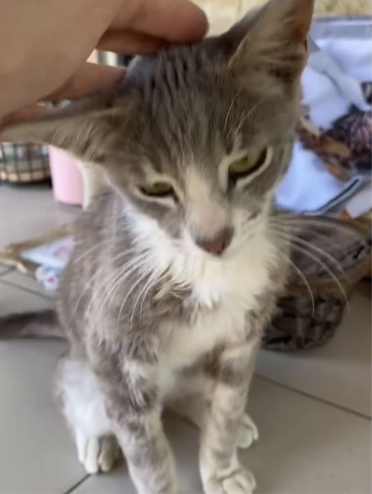 Отдам бесплатно котенка