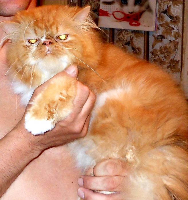 Вязка. Персидский кот жених !