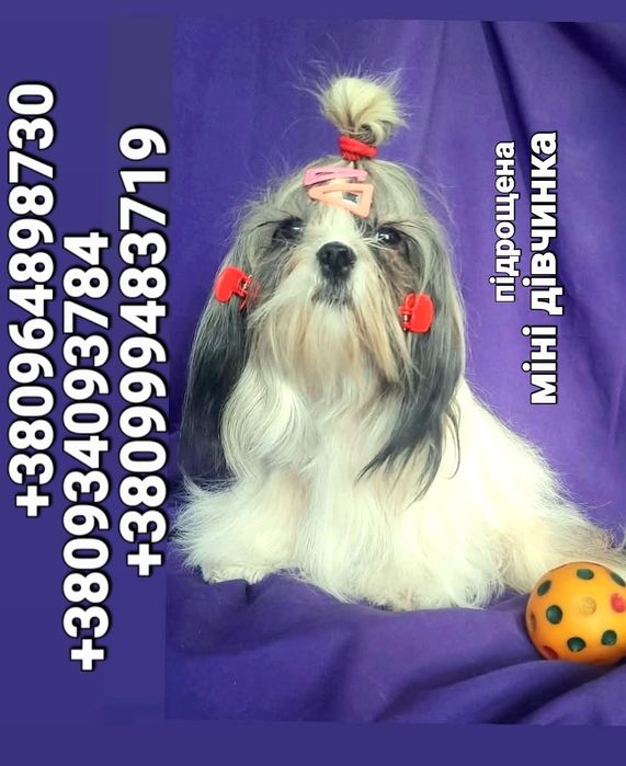 Свіжі фото підрощених ши-тцу ,є дівчинка і хлопчик.