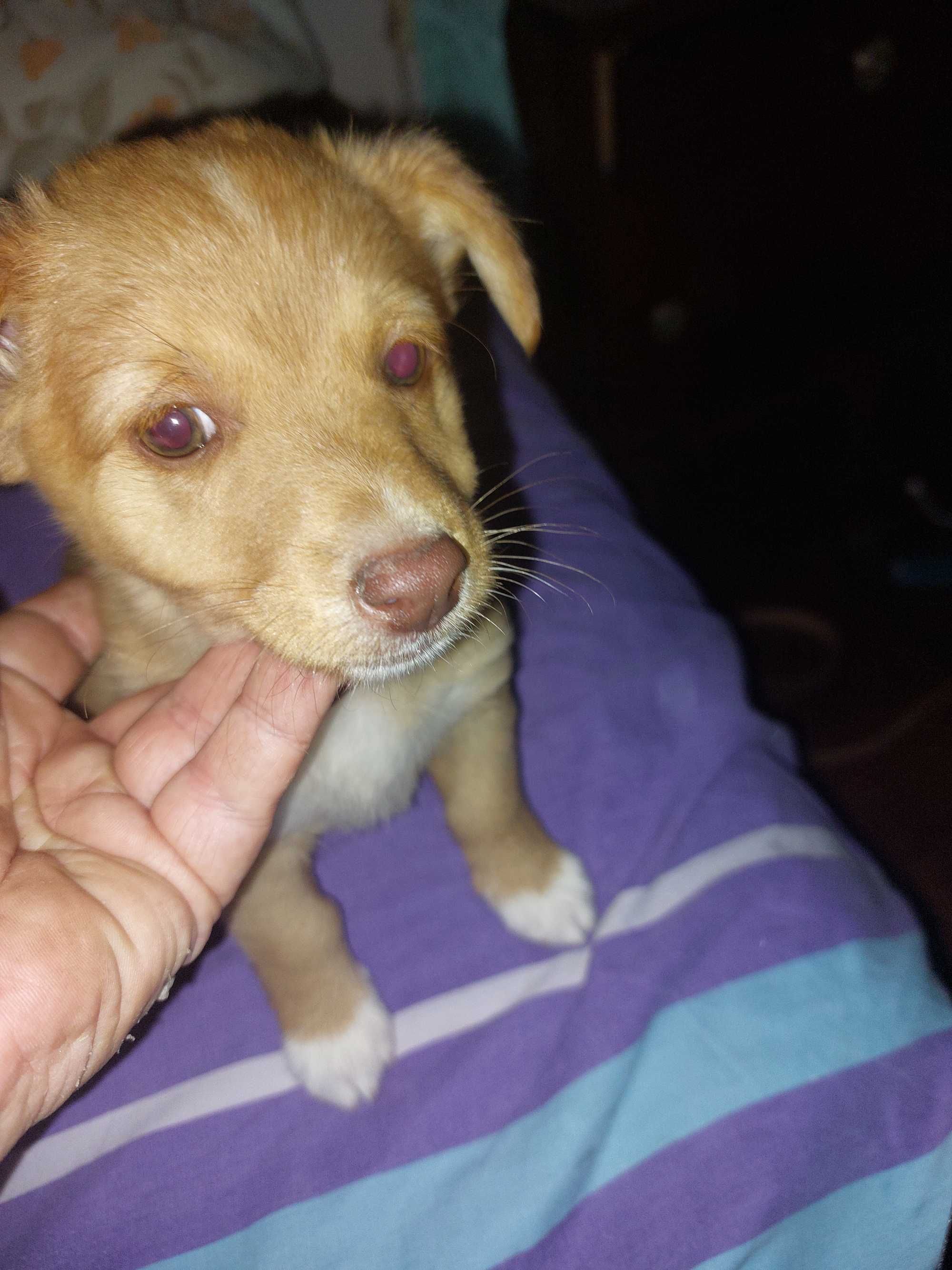 Doar 2 cachorrinha