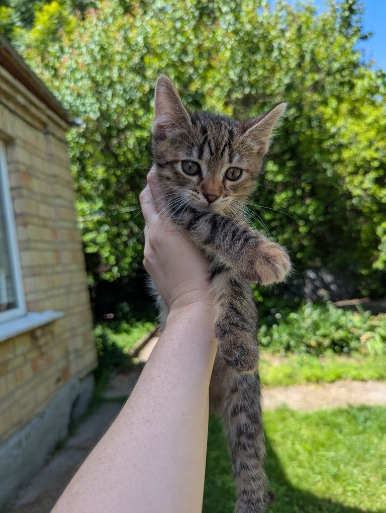 Котята кошенята в добрые руки в добрі руки