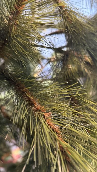 Árvore de Natal 1.80M