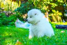 Samoyed ZKwP FCI