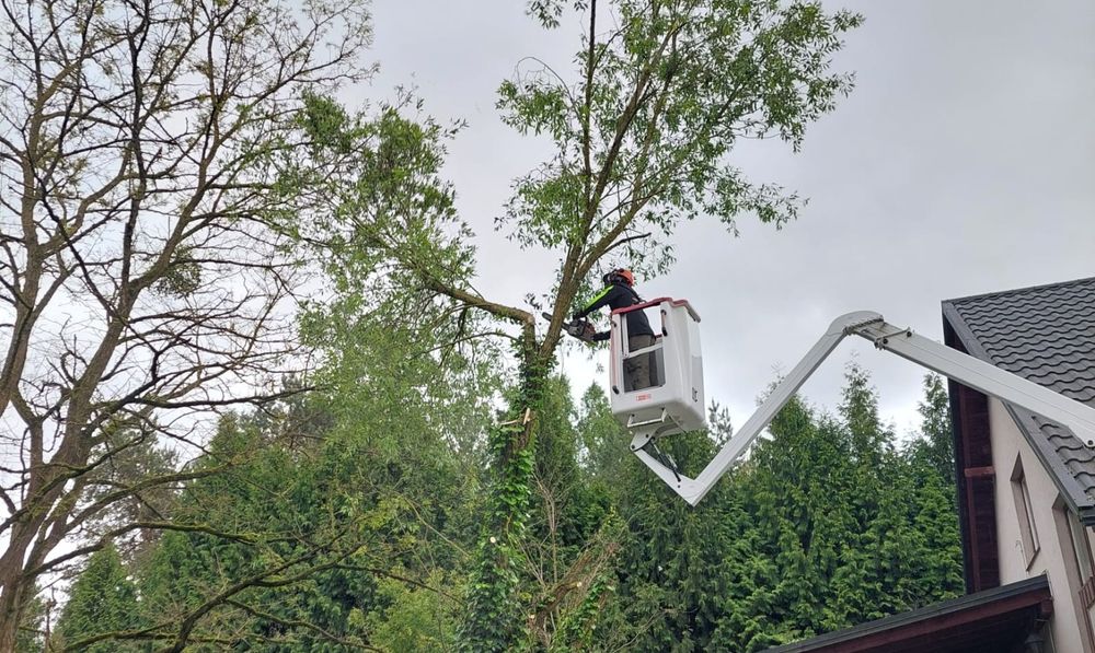 Przycinka i wycinka drzew.