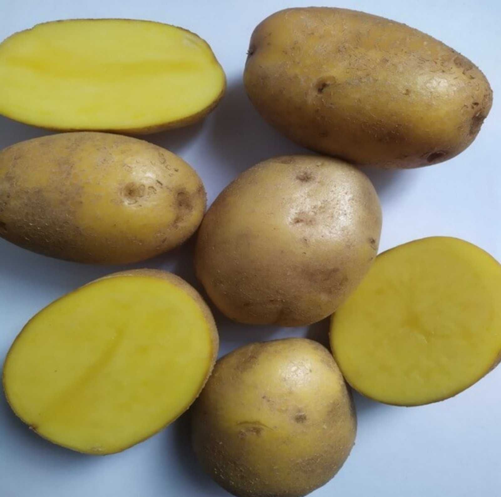 Продам картоплю сорт "Аґрія" велика і насінева