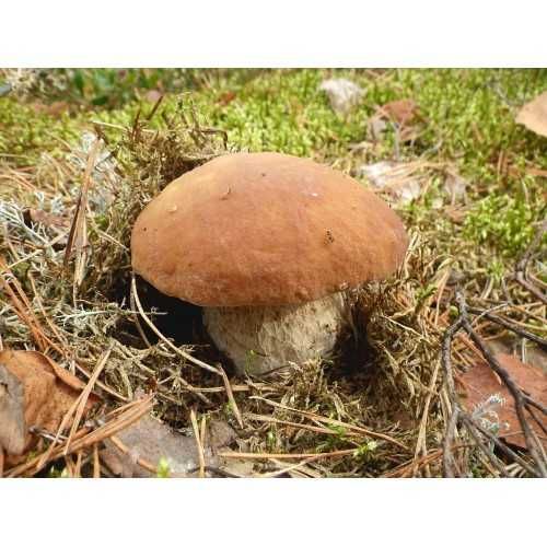 мицелий Белый гриб березовый 100грамм (lat. Boletus betulicola)