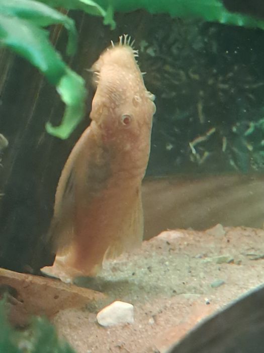 Zbrojniki albinosy para
