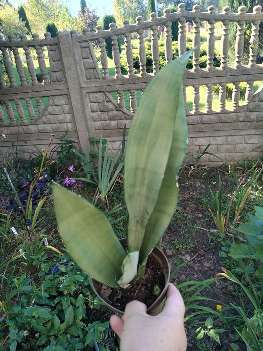 Rośliny doniczkowe różne hoja trzykrotka syngonium