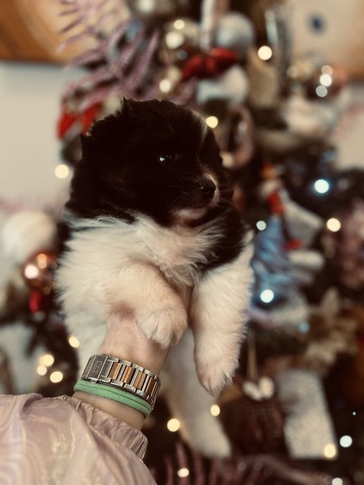 Lulu pomerania spitz anao