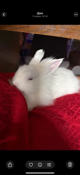 Кролик с клеткой