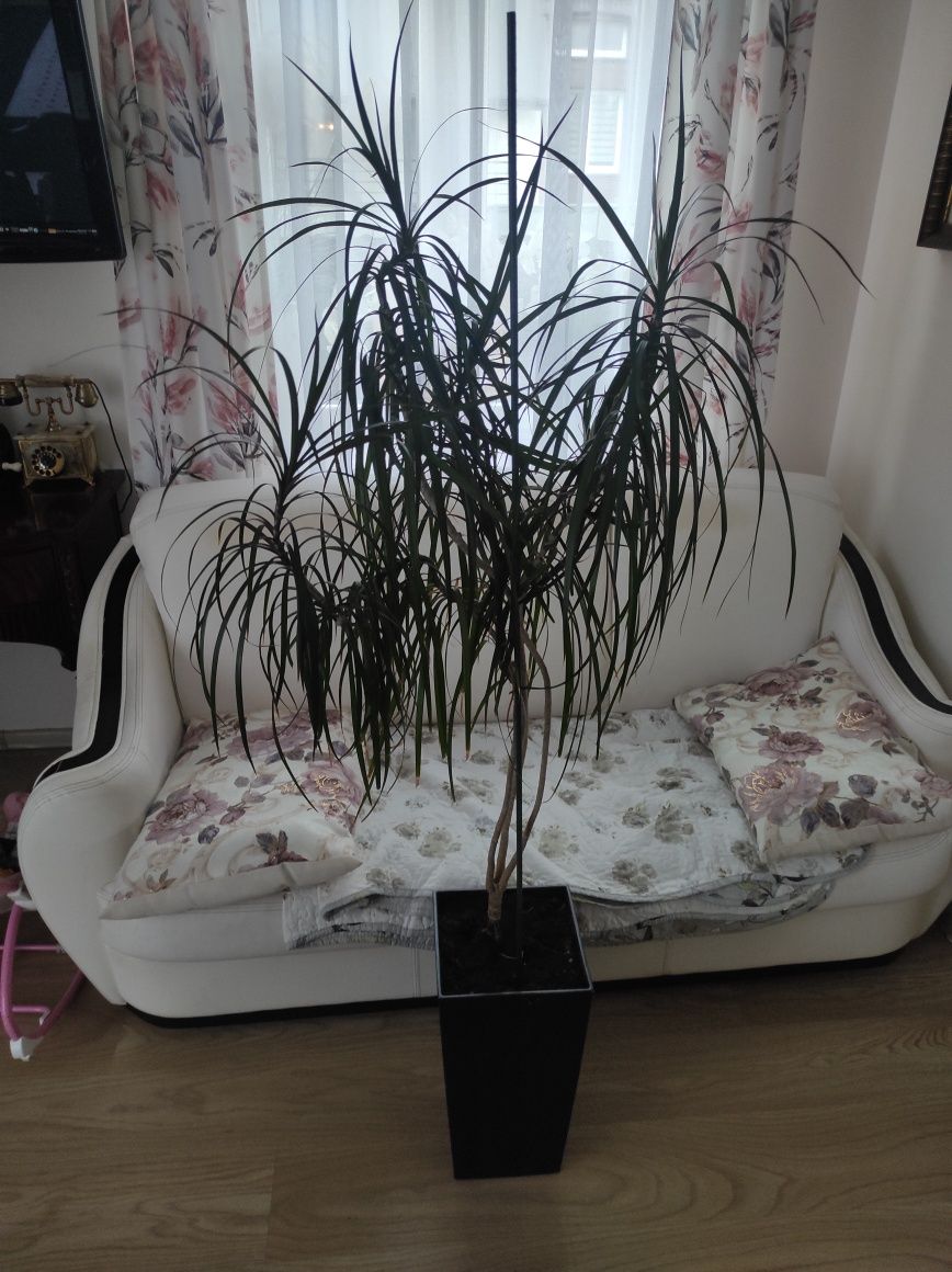 Dracena z doniczką