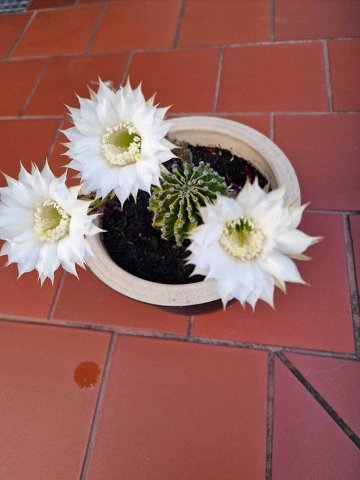 Echinopsis Eyriesa kaktus - duże białe kwiaty