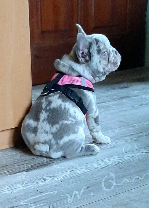 Buldog trancuski dziewczynka