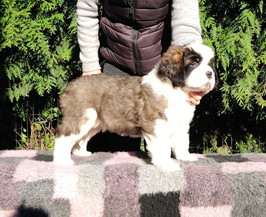 Do rezerwacji-Cudowna długowłosa dziewczynka Bernardyn (rodowod FCI)