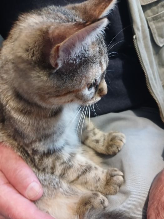 Кішечка з цікавим забарвленням.(2 мес.)