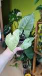 Syngonium Nguengi Laima (Ngern Lai Ma)