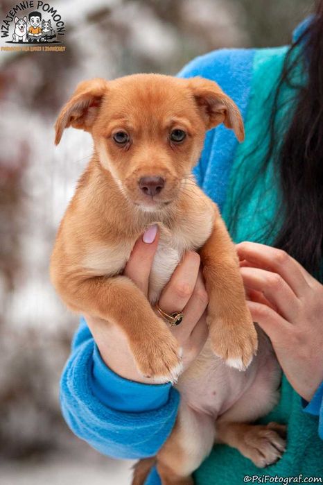 Szczeniaki szukają domów