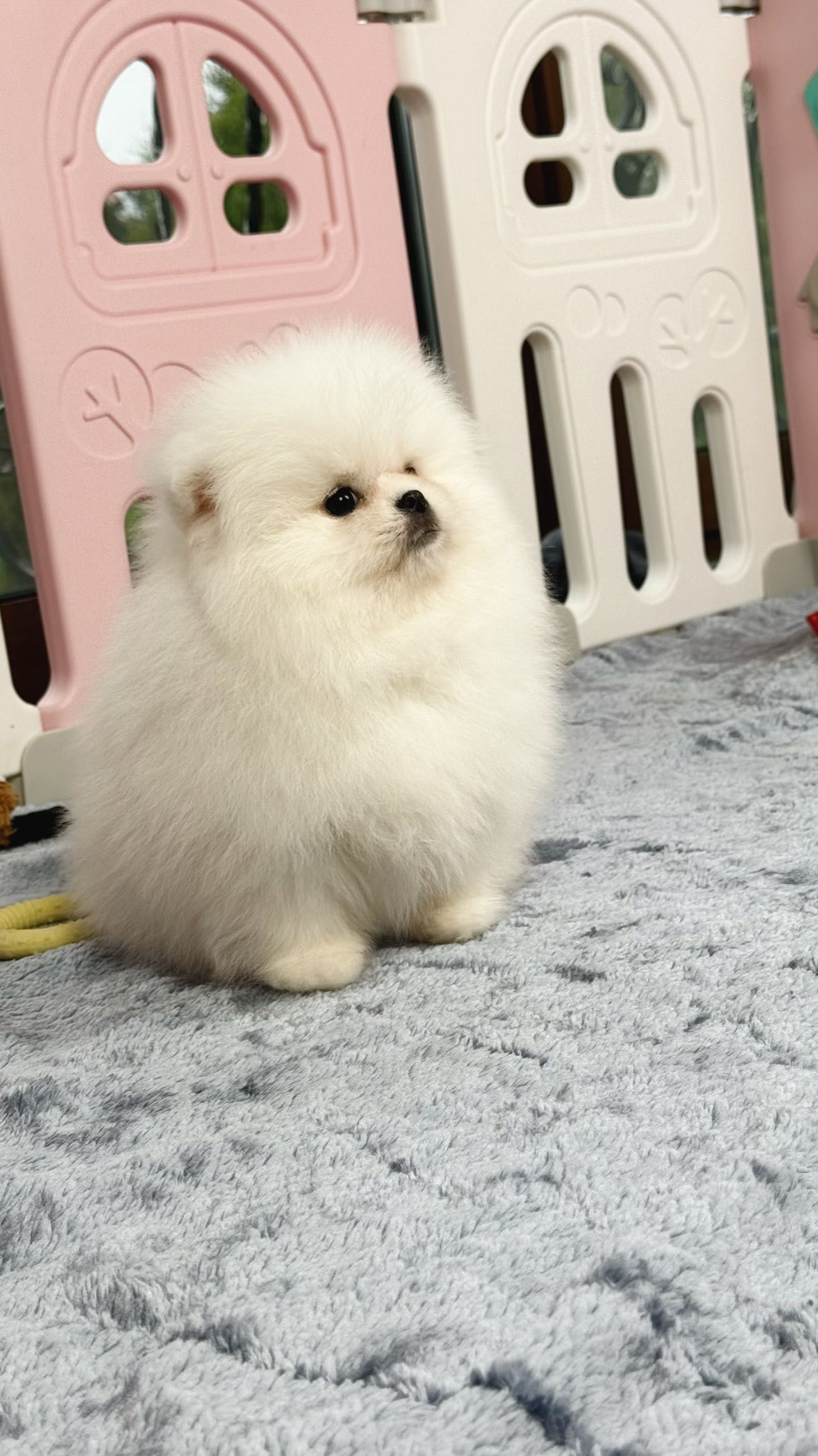 Pomeranian FCI Szpic miniaturowy Chłopak