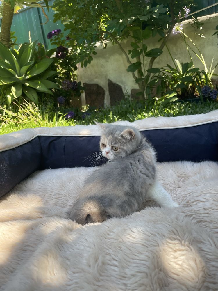 gatinha calico
