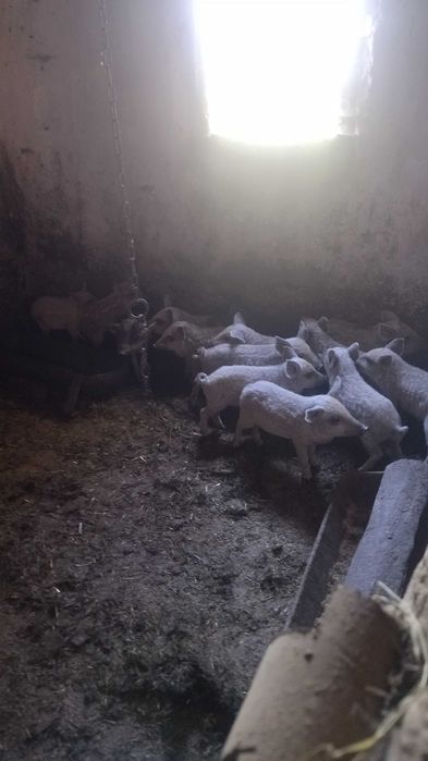 Свині венгерська мангалиця