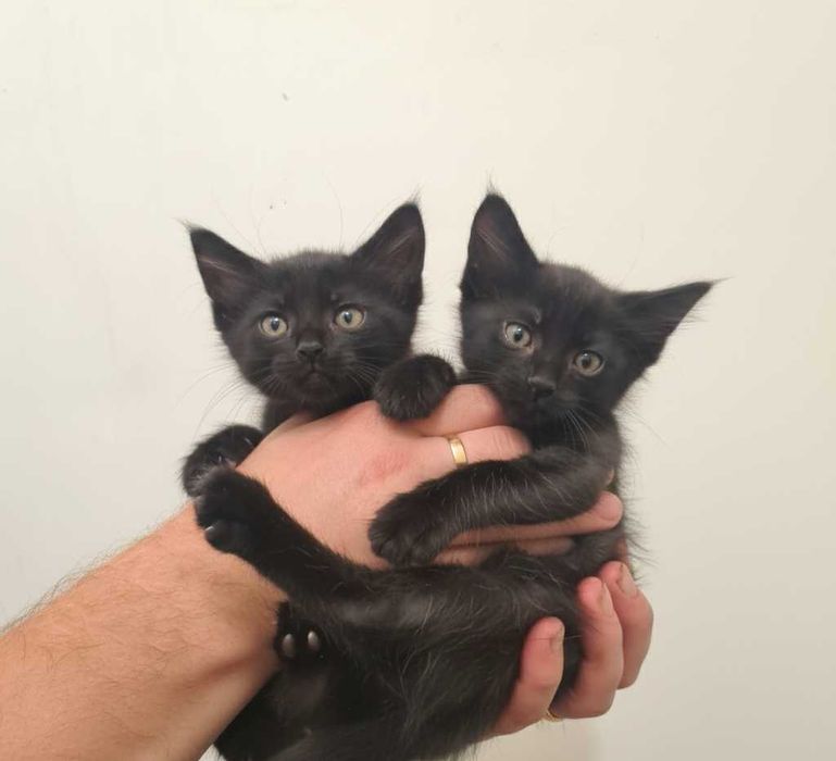 Кошенята шукають дім