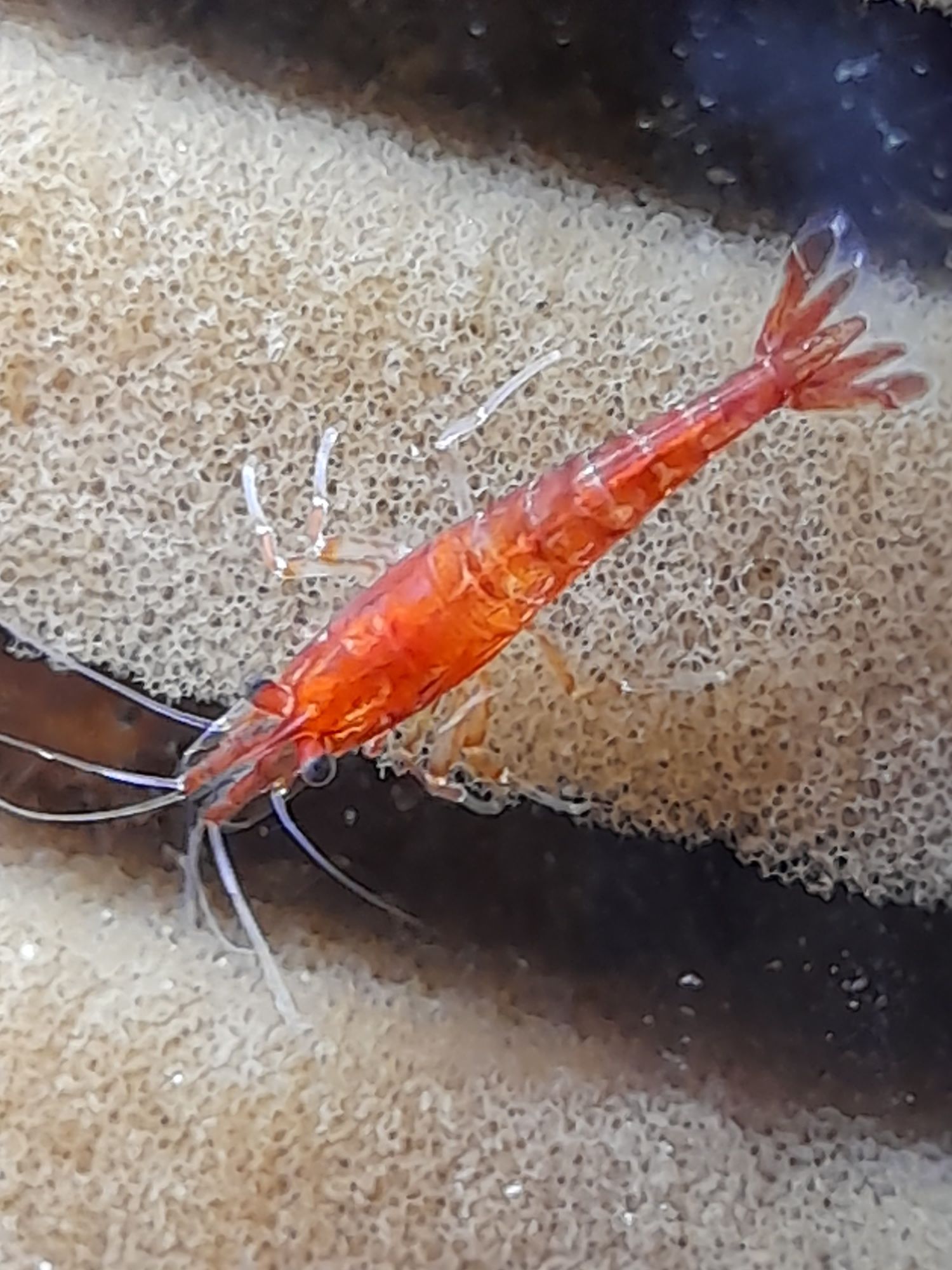Krewetka sakura red