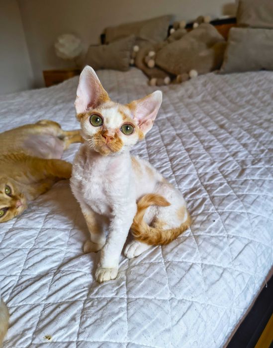 Cudowny kocurek szuka swojego człowieka