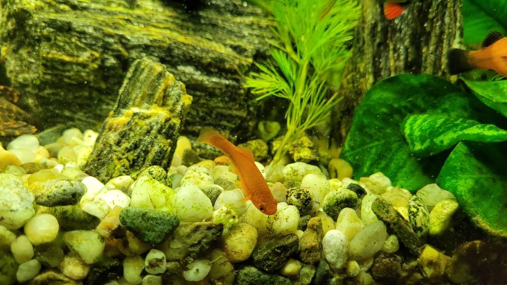 Mieczyki, czerwone i zielone, rybki do akwarium