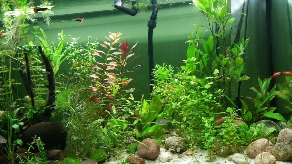 Zestaw łatwych w uprawie roślin do akwarium wiele gatunków!