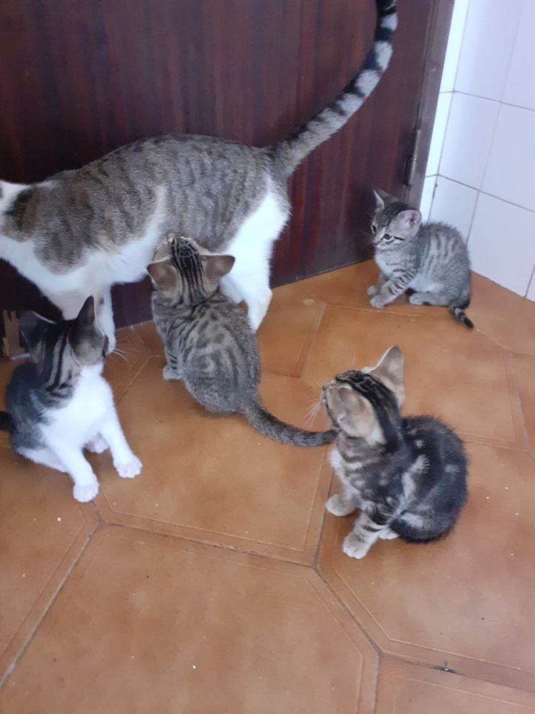 Gatinhos para adoção