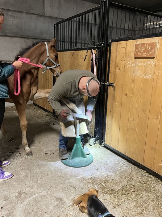 Źrebak/odsadek po Vincento des Forets