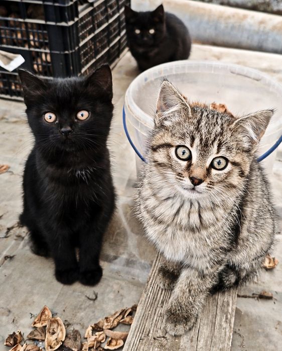 Шотландські кошенята